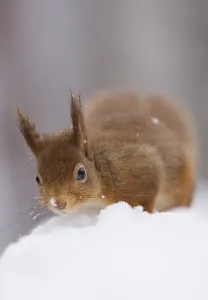 Red squirrel (Sciurus vulgaris) foraging in snow, Glenfeshie, Cairngorms NP, Scotland Red squirrel (Sciurus vulgaris) foraging in snow, Glenfeshie, Cairngorms NP, Scotland