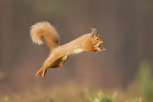 Red squirrel (Sciurus vulgaris) jumping, Cairngorms National Park, Scotland, March 2012 Red squirrel (Sciurus vulgaris) jumping, Cairngorms National Park, Scotland, March 2012