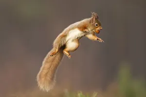 Red squirrel (Sciurus vulgaris) jumping, holding a nut in its mouth, Cairngorms National Park Red squirrel (Sciurus vulgaris) jumping, holding a nut in its mouth, Cairngorms National Park