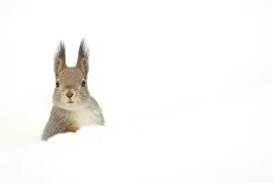 Red squirrel (Sciurus vulgaris) peering over snow, Finland, April Red squirrel (Sciurus vulgaris) peering over snow, Finland, April