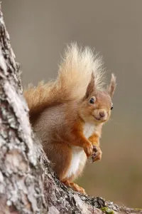 Red squirrel (Sciurus vulgaris) portrait, Highlands, Scotland, UK, April Red squirrel (Sciurus vulgaris) portrait, Highlands, Scotland, UK, April