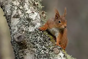 Sciurus Vulgaris Photo Prints: Red squirrel (Sciurus vulgaris) resting on tree trunk