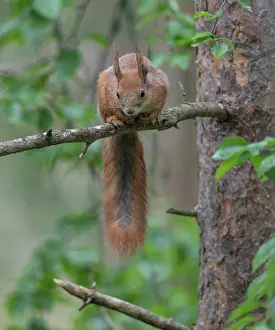 Red Squirrel Finland Prints: Red squirrel (Sciurus vulgaris) sitting in tree, Finland, July