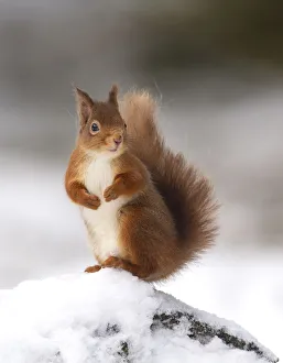 Red squirrel (Sciurus vulgaris) stood on log in snow, Cairngorms National Park, Scotland Red squirrel (Sciurus vulgaris) stood on log in snow, Cairngorms National Park, Scotland