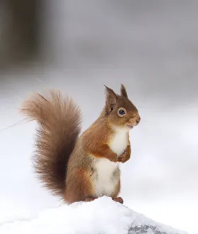 Red squirrel (Sciurus vulgaris) stood on log in snow, Cairngorms National Park, Scotland, UK Red squirrel (Sciurus vulgaris) stood on log in snow, Cairngorms National Park, Scotland, UK