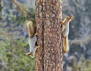 Two Red squirrels {Sciurus vulgaris} on tree trunk, one going up, one coming down Two Red squirrels {Sciurus vulgaris} on tree trunk, one going up, one coming down