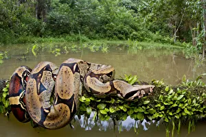 Red tailed boa constrictor (Boa constrictor) on fallen tree over water, Yasuni National Park Red tailed boa constrictor (Boa constrictor) on fallen tree over water, Yasuni National Park
