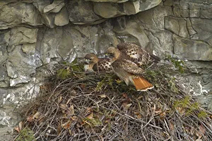 Red tailed hawk (Buteo jamaicensis) pair at nest on cliff, New York, USA, March Red tailed hawk (Buteo jamaicensis) pair at nest on cliff, New York, USA, March