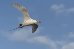 Red-tailed Tropicbird (Phaethon rubricauda) flying portrait, Nosy Ve, Madagascar Red-tailed Tropicbird (Phaethon rubricauda) flying portrait, Nosy Ve, Madagascar