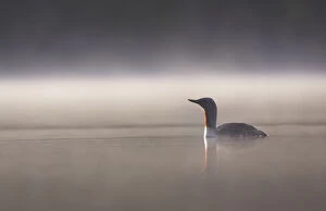 Images Dated 14th May 2005: Red throated diver (Gavia stellata) on lochan in dawn mist, Cairngorms National Park