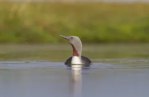 Red-throated diver (Gavia stellata) adult on breeding loch, Flow Country, Highland Red-throated diver (Gavia stellata) adult on breeding loch, Flow Country, Highland