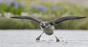 Red-throated Diver (Gavia stellata) taking off with fish prey, Iceland, June Red-throated Diver (Gavia stellata) taking off with fish prey, Iceland, June