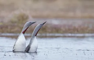 Red-throated diver (Gavia stellata) pair displaying on the water, Vaala , Finland. May Red-throated diver (Gavia stellata) pair displaying on the water, Vaala , Finland. May