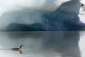 Red-throated diver (Gavia stellata), in summer plumage, swimming in Fjallsarlon Glacier Lagoon, Iceland Red-throated diver (Gavia stellata), in summer plumage, swimming in Fjallsarlon Glacier Lagoon, Iceland
