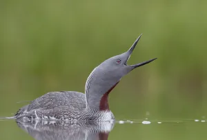 Red-throated Diver (Gavia stellata) calling, Iceland, June Red-throated Diver (Gavia stellata) calling, Iceland, June