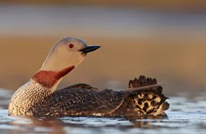 Red-throated Diver (Gavia stellata) Iceland, June Red-throated Diver (Gavia stellata) Iceland, June