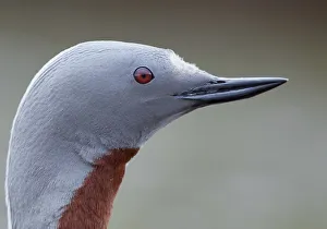 Red-throated Diver (Gavia stellata) portrait, Iceland, June Red-throated Diver (Gavia stellata) portrait, Iceland, June