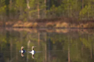 Red-throated divers (Gavia stellata) adults in breeding plumage swimming, Iceland, May Red-throated divers (Gavia stellata) adults in breeding plumage swimming, Iceland, May