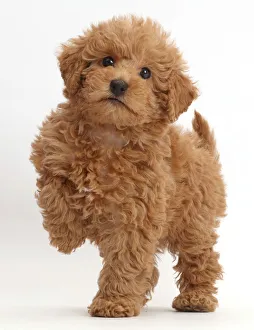 Red Toy labradoodle puppy standing with paw raised Red Toy labradoodle puppy standing with paw raised