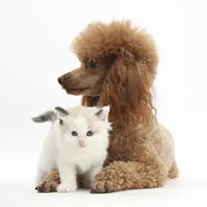 Red toy Poodle dog, and Ragdoll-cross kitten, 5 weeks Red toy Poodle dog, and Ragdoll-cross kitten, 5 weeks