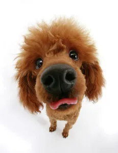 Red toy poodle looking up at camera an sticking out tongue Red toy poodle looking up at camera an sticking out tongue