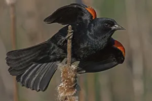Red-winged blackbird (Agelaius phoeniceus) male in territorial display, Virginia, USA Red-winged blackbird (Agelaius phoeniceus) male in territorial display, Virginia, USA