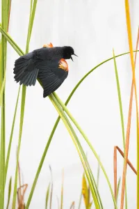Red-winged Blackbird (Agelaius phoeniceus) male displaying in cattail marsh, Viera Wetlands Red-winged Blackbird (Agelaius phoeniceus) male displaying in cattail marsh, Viera Wetlands