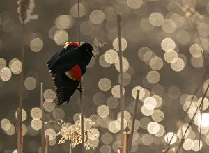 Red-winged Blackbird (Agelaius phoeniceus) male calling/displaying, Ithaca, New York, USA Red-winged Blackbird (Agelaius phoeniceus) male calling/displaying, Ithaca, New York, USA