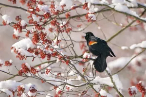 Red-winged Blackbird (Agelaius phoenicus) male singing from snow-covered red maple Red-winged Blackbird (Agelaius phoenicus) male singing from snow-covered red maple