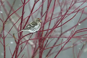 Redpoll (Carduelis flammea) perched on a branch in snow. Breton Marsh, French Atlantic Coast Redpoll (Carduelis flammea) perched on a branch in snow. Breton Marsh, French Atlantic Coast