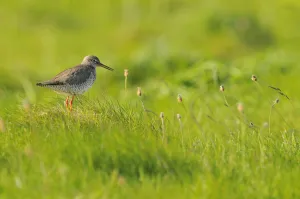 Redshank (Tringa totanus) vocalising, Balranald RSPB reserve, North Uist, Outer Hebrides Redshank (Tringa totanus) vocalising, Balranald RSPB reserve, North Uist, Outer Hebrides