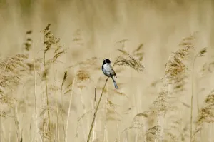 Reed bunting (Emberiza schoeniclus) male perched on reeds, Woodwalton Fen, Cambridgeshire Fens Reed bunting (Emberiza schoeniclus) male perched on reeds, Woodwalton Fen, Cambridgeshire Fens