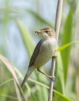 Reed warbler (Acrocephalus scirpaceus) with insect larvae in beak, Greylake RSPB Reserve Reed warbler (Acrocephalus scirpaceus) with insect larvae in beak, Greylake RSPB Reserve