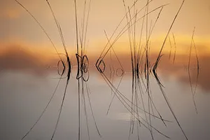 Reflection in fen on surface of water, Klein Schietveld, Brasschaat, Belgium, November Reflection in fen on surface of water, Klein Schietveld, Brasschaat, Belgium, November