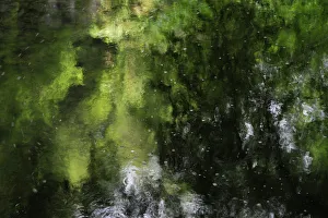 Reflections in stream near the Schiessentmpel waterfall, Consdorf, Mullerthal, Luxembourg Reflections in stream near the Schiessentmpel waterfall, Consdorf, Mullerthal, Luxembourg