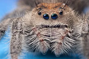 Regal jumping spider (Phidippus regius) female originating from North America. Captive Regal jumping spider (Phidippus regius) female originating from North America. Captive