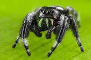Regal jumping spider (Phidippus regius) captive male with iridescent fangs. Italy Regal jumping spider (Phidippus regius) captive male with iridescent fangs. Italy