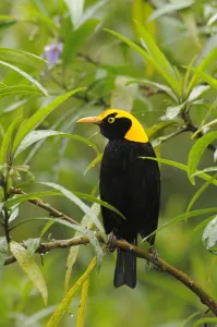 Regent bowerbird (Sericulus chrysocephalus) male perched, Lamington National Park Regent bowerbird (Sericulus chrysocephalus) male perched, Lamington National Park