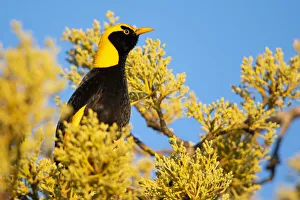 Regent bowerbird (Sericulus chrysocephalus) male sitting in budding mango tree Regent bowerbird (Sericulus chrysocephalus) male sitting in budding mango tree