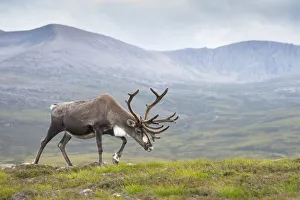 Reindeer (Rangifer tarandus) adult female, antlers in velvet, walking across upland moor Reindeer (Rangifer tarandus) adult female, antlers in velvet, walking across upland moor