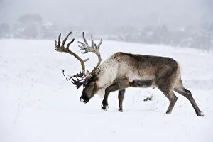 Reindeer (Rangifer tarandus) bull in snow, Cairngorms Reindeer Herd, reintroduced Reindeer (Rangifer tarandus) bull in snow, Cairngorms Reindeer Herd, reintroduced