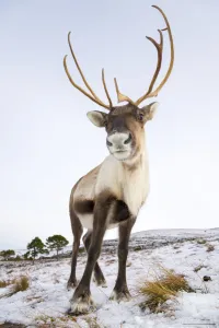 Reindeer (Rangifer tarandus) female near Aviemore, Cairngorms National Park, Scotland Reindeer (Rangifer tarandus) female near Aviemore, Cairngorms National Park, Scotland