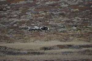 Two Reindeer (Rangifer tarandus) fighting, Forollhogna National Park, Norway, September Two Reindeer (Rangifer tarandus) fighting, Forollhogna National Park, Norway, September