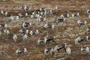 Reindeer (Rangifer tarandus) herd grazing, Forollhogna National Park, Norway, September Reindeer (Rangifer tarandus) herd grazing, Forollhogna National Park, Norway, September