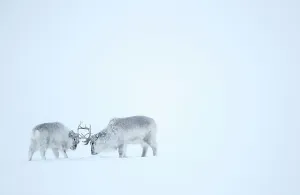 Reindeer (Rangifer tarandus), two play fighting in snow. Svalbard, Norway, April Reindeer (Rangifer tarandus), two play fighting in snow. Svalbard, Norway, April