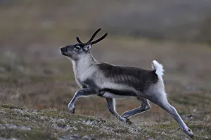 Reindeer (Rangifer tarandus) running, Forollhogna National Park, Norway, September 2008 Reindeer (Rangifer tarandus) running, Forollhogna National Park, Norway, September 2008