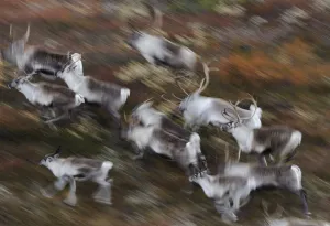 Reindeer (Rangifer tarandus) running, Forollhogna National Park, Norway, September 2008 Reindeer (Rangifer tarandus) running, Forollhogna National Park, Norway, September 2008