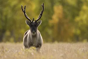 Reindeer (Rangifer tarandus) semi-domesticated, small scale herding by local Sami Reindeer (Rangifer tarandus) semi-domesticated, small scale herding by local Sami