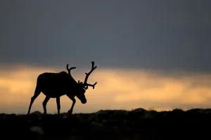 Reindeer (Rangifer tarandus) silhouetted against sky, walking across upland, Cairngorms Reindeer (Rangifer tarandus) silhouetted against sky, walking across upland, Cairngorms
