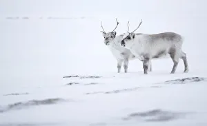 Reindeer (Rangifer tarandus), two standing on ridge in snow. Svalbard, Norway, April Reindeer (Rangifer tarandus), two standing on ridge in snow. Svalbard, Norway, April